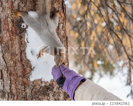 Girl feeds a squirrel with nuts at winter. Caring for animals in winter or autumn. 123842562