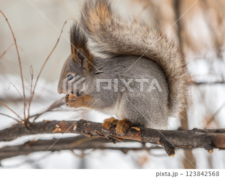 The squirrel with nut sits on tree in the winter or late autumn The squirrel with nut sits on tree in the winter or late autumn 123842568