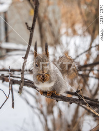 The squirrel with nut sits on tree in the winter or late autumn 123842570