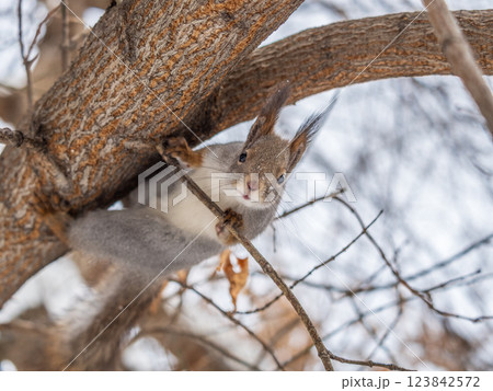The squirrel with nut sits on tree in the winter or late autumn 123842572