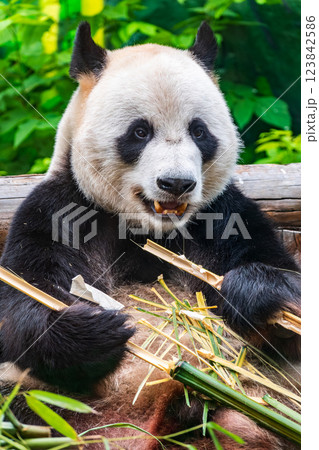The Giant Panda Bear sits while eating a bamboo stalk 123842586
