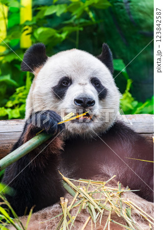 The Giant Panda Bear sits while eating a bamboo stalk 123842587