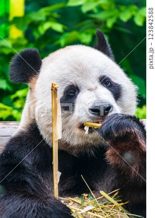 The Giant Panda Bear sits while eating a bamboo stalk 123842588