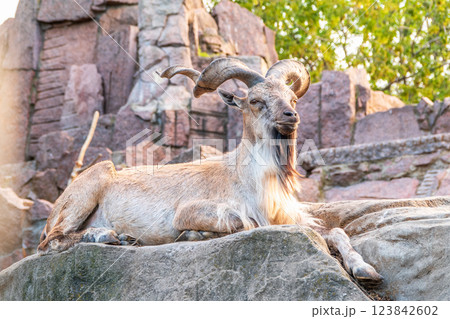 Close-up portrait of Markhor, Capra falconeri, wild goat native to Central Asia, Karakoram and the Himalayas 123842602