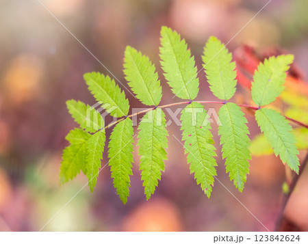 Rowan branches with yellow leaves in the autumn park. 123842624