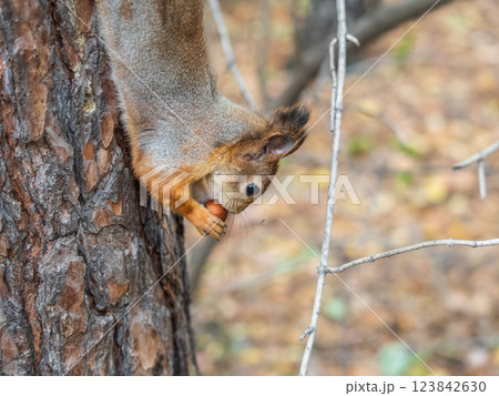 Portrait of a squirrel on a tree trunk 123842630