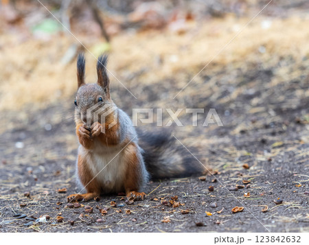 Squirrel in autumn hides nuts on the green grass with fallen yellow leaves Squirrel in autumn hides nuts on the green grass with fallen yellow leaves 123842632