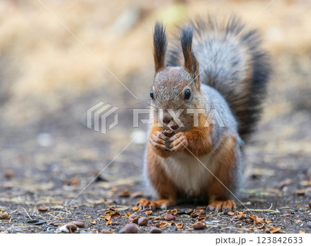 Squirrel in autumn hides nuts on the green grass with fallen yellow leaves 123842633