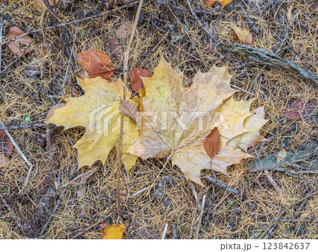 Orange and yellow fallen leaves in the sunlight. 123842637