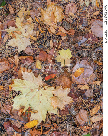 Orange and yellow fallen leaves in the sunlight. Orange and yellow fallen leaves in the sunlight. 123842646