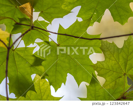 Maple branches with yellow leaves in autumn, in the light of sunset. 123842647