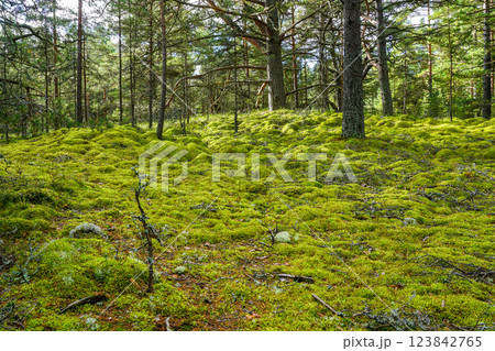 Beautiful scenic evergreen pine forest with thick layer of green moss, wild Latvian nature 123842765
