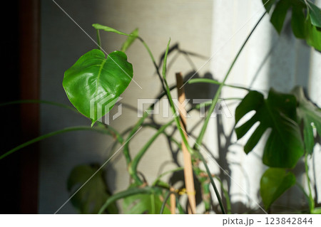 Monstera plant in sunlit room with green leaves and shadows 123842844