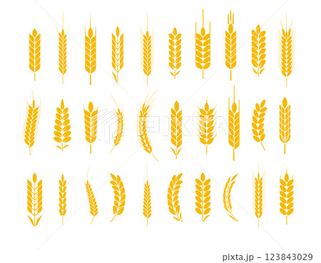 Wheat and rye logo ears. Barley rice grains and elements for beer or organic agricultural food. Vector 123843029
