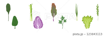 Leaf Green Vegetable for Fresh Salad Vector Set 123843113
