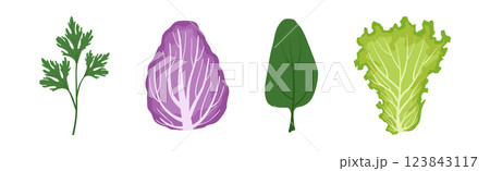 Leaf Green Vegetable for Fresh Salad Vector Set 123843117