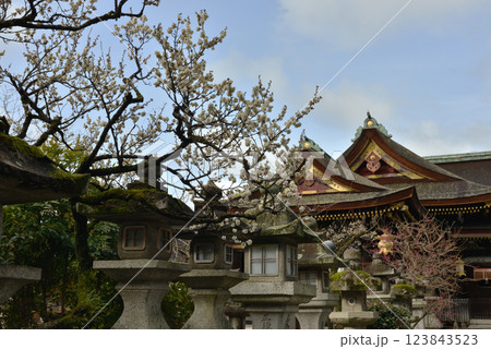 北野天満宮 白梅と御本殿(京都市上京区) 北野天満宮 白梅と御本殿(京都市上京区) 123843523