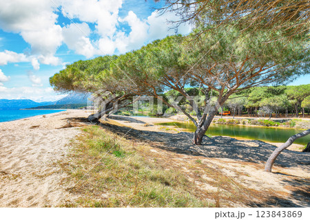Remarkable view of Maritime pine trees and Osala Beach in national park Stagno Longu. 123843869
