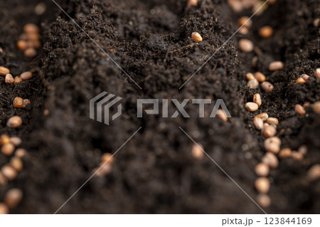 seeds of the same radish variety sown in fertile soil seeds of the same radish variety sown in fertile soil 123844169