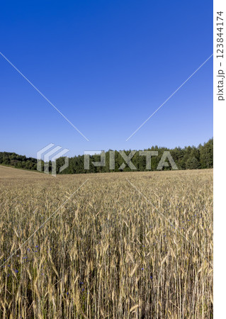 a wheat field with a new harvest of cereals at sunset a wheat field with a new harvest of cereals at sunset 123844174