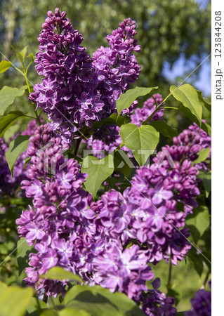 beautiful blooming red lilac bushes beautiful blooming red lilac bushes 123844208