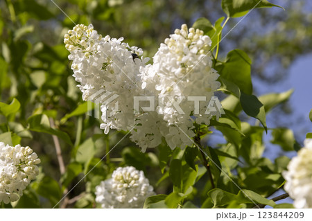 a spring park with blooming white lilac flowers in the spring season a spring park with blooming white lilac flowers in the spring season 123844209