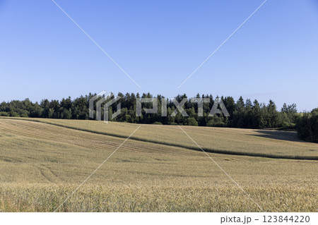 a wheat field with a new harvest of cereals at sunset a wheat field with a new harvest of cereals at sunset 123844220