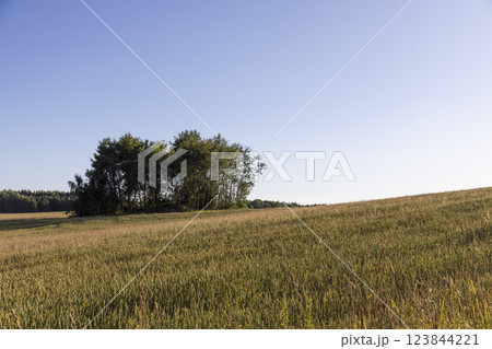 a large field with a harvest of unripe yellow cereals at sunset 123844221