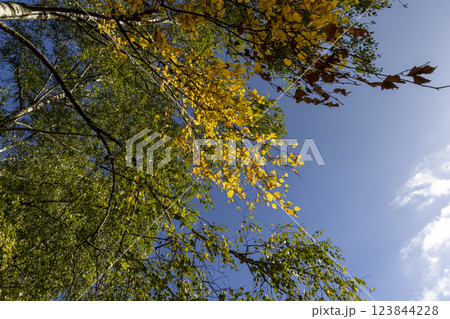 deciduous birch trees in the park at the end of summer 123844228
