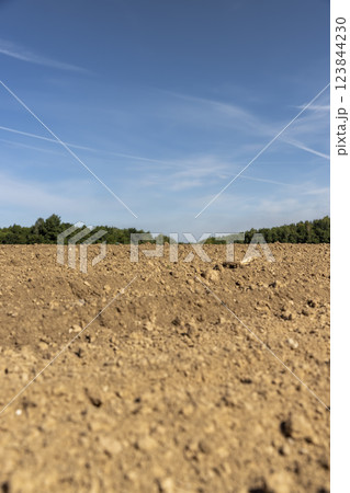 trees growing in the forest in spring next to the field on which the soil was plowed for sowing grain 123844230