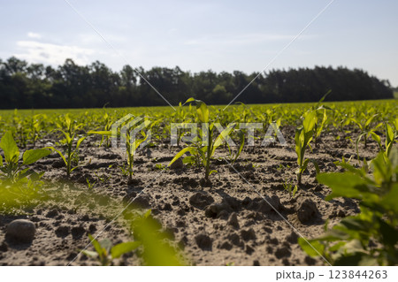 green corn field with young sweet corn sprouts 123844263
