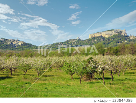 Spring blossoming garden of peach tree 123844389