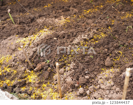 Orange granules on the soil for ant control Orange granules on the soil for ant control 123844437