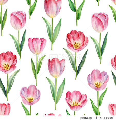 Seamless pattern blooming pink tulips watercolor illustration flowers for textile, packaging wallpaper spring time decor 123844536