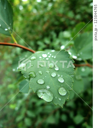 Rain Drops On A Plant Leaf Close Up Stock Photo 123844765
