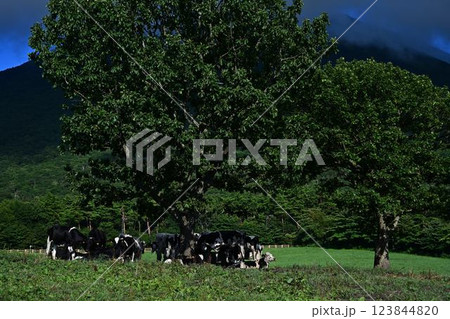 放牧された牛 放牧された牛 123844820