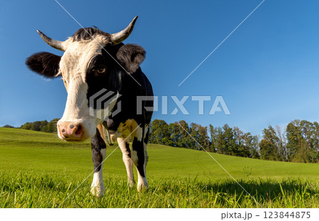 Cow close-up in an alpine scenery on a sunny day in summer Cow close-up in an alpine scenery on a sunny day in summer 123844875