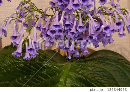 南アフリカ原産の大きな葉の上に咲いている淡紫色の花の花序が綺麗なウシノシタ 南アフリカ原産の大きな葉の上に咲いている淡紫色の花の花序が綺麗なウシノシタ 123844958