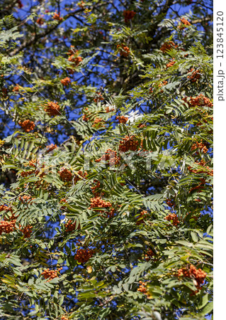 deciduous rowan trees with red berries in the park at the end of summer 123845120