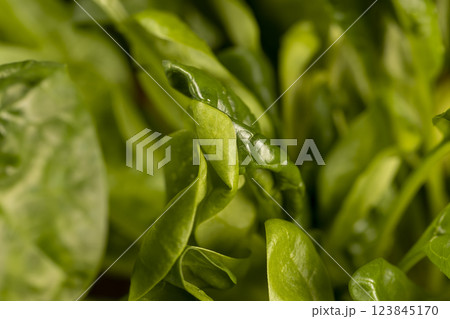 a piece of green spices fresh and fragrant for cooking a piece of green spices fresh and fragrant for cooking 123845170