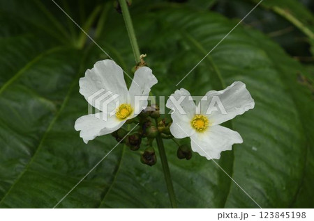 南アメリカ原産の葉を背景にした二輪の白色の花が綺麗な水生植物のエキノドルス・マクロフィルス 南アメリカ原産の葉を背景にした二輪の白色の花が綺麗な水生植物のエキノドルス・マクロフィルス 123845198