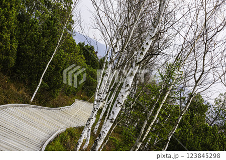 Moor Chalupska slat with birch 123845298