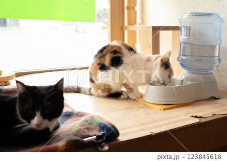 水分補給する三毛猫 水分補給する三毛猫 123845618