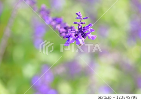 爽やか サルビア ファリナセアの花 爽やか サルビア ファリナセアの花 123845798
