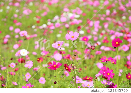 可愛い コスモスの花 可愛い コスモスの花 123845799