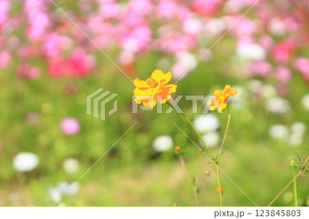 明るい キバナコスモスの花 明るい キバナコスモスの花 123845803