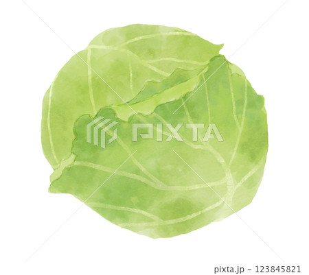 水彩風のキャベツのイラスト 123845821