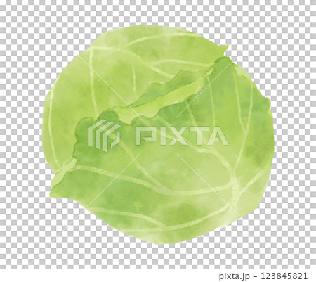 水彩風のキャベツのイラスト 123845821