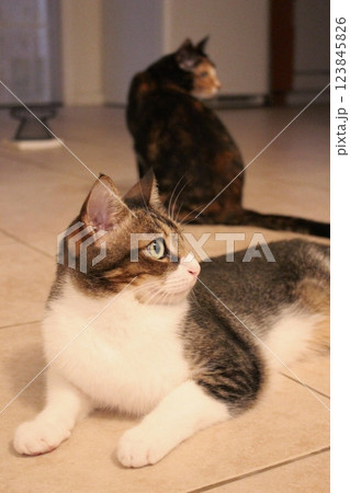 猫 123845826