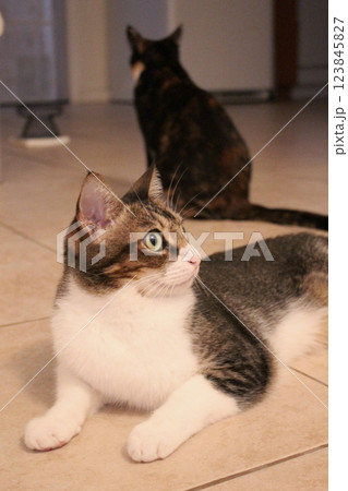 猫 123845827